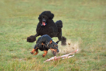 g a bait on a coursing training