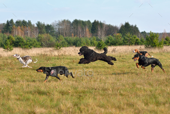 ng on a coursing training