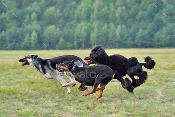  pinscher running across the green field during on a coursing training