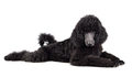 Puppy of black poodle - PhotoDune Item for Sale