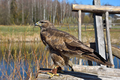 Red tailed hawk - PhotoDune Item for Sale