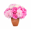 Bright bouquet of beauty peonies - PhotoDune Item for Sale