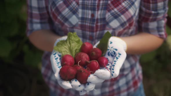 Organic Fresh Harvested Vegetables. Farmer`s Hands Holding Fresh Radish, Closeup.