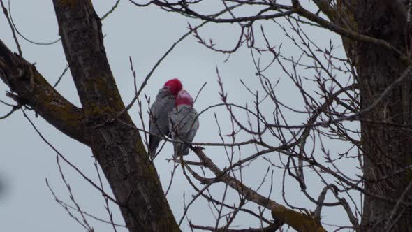 Two Galah Birds Grooming Each Other Sitting on Tree Branch. Grey rainy day time. Maffra, Victoria, A