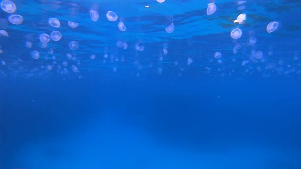 Underwater Tropical Blue Jellyfish