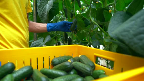 Man Collects Cucumbers in a Greenhouse for Commercial Sale Spbas