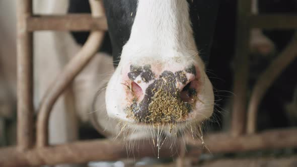 Closeup of a Dirty Cow Nose on a Farm Dairy Cow in a Collar and Ear Tags Eating Feed While Standing