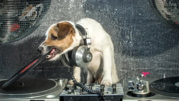 Dog Dj