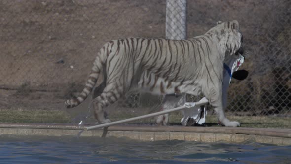 White tiger walking with toy slow motion water wet splash