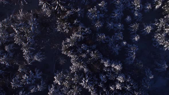 Drone Point of View Winter Forest