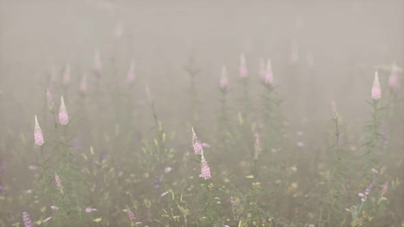 Wild Field Flowers in Deep Fog