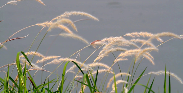 Lalang Grass By The Pond