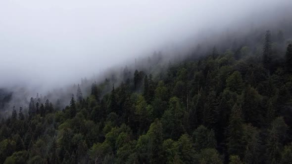 Aerial View Of Virgin Secular Forest In Slatioara, Romania