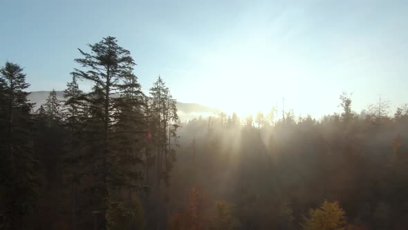 View From the Height of Mountains Covered with Coniferous Forest and Morning Fog