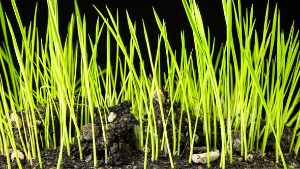 Footage B roll of Growing crop rice tree timelapse. Fresh green rice plant grow time lapse.