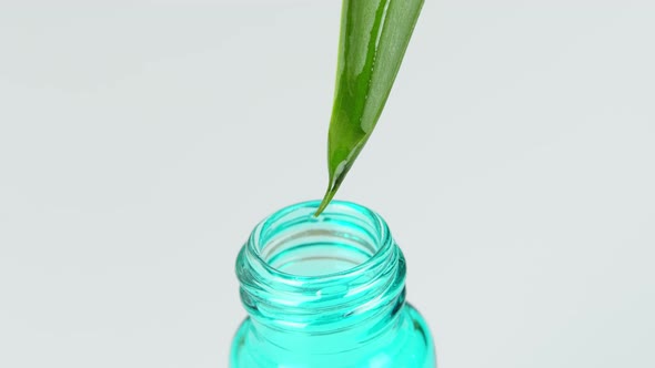 The Drop Rolls Off the Green Leaf and Drips Directly Into the Bottle or Bottle