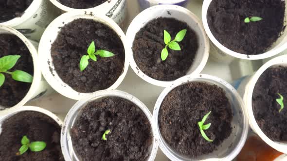 Small Plant Seedlings Growing in Plastic Pots on the Windowsill