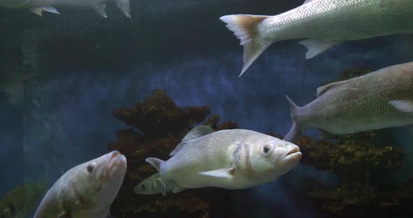 Sea Bass, dicentrarchus labrax, Group Swimming, Slow motion 4K