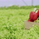 wooden box basket full with fresh organic vegetable in greenhouse hydroponics farm - VideoHive Item for Sale
