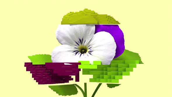 3d glitch of flower viola