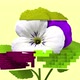 3d glitch of flower viola - VideoHive Item for Sale