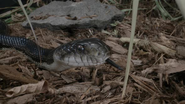 Close up of Black rat snake in the forest - macro of canadian serpent