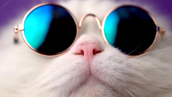 Very Closeup View of Amazing Domestic Pet in Mirror Round Fashion Sunglasses Is Isolated on Violet