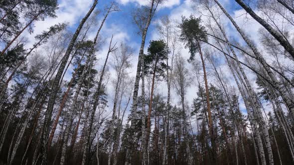 Forest with Birches in the Afternoon