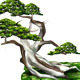 Bonsai LowPoly - 3DOcean Item for Sale
