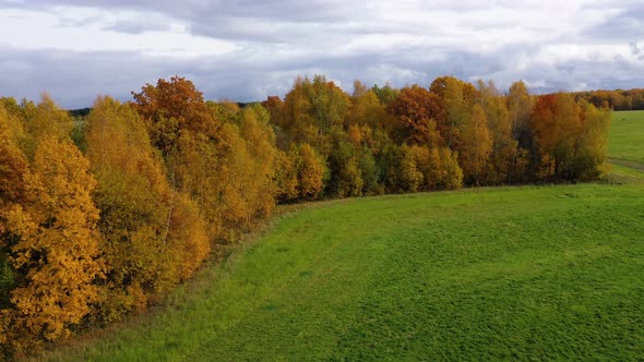 Autumn Forest and Green Meadow. Trees with Yellow Foliage in Sunny Weather, Top View.