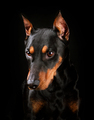 German Pinscher dog - PhotoDune Item for Sale