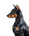 German Pinscher dog - PhotoDune Item for Sale