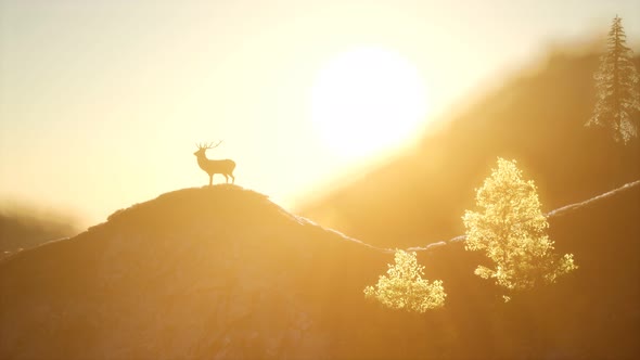 Deer Male in Forest at Sunset