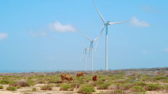 Free range cows grazing on desert plants with windmill landscape, SLOWMO