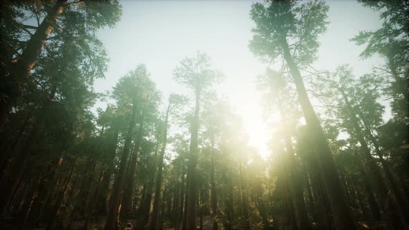 Redwood Forest Foggy Sunset Scenery