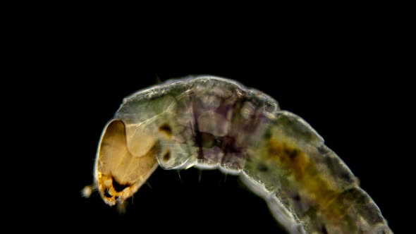 Insect Larva Chironomidae Under the Microscope