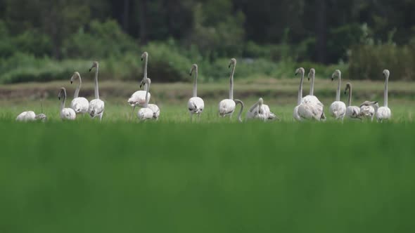 Large Group of Flamingoes with Heads Up Observe Traffic