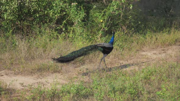 Elegant Peacock with Large Tail Eats and Looks Around