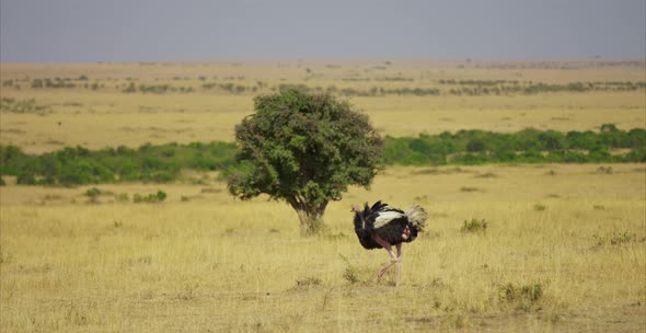 Ostrich walking in the savanna