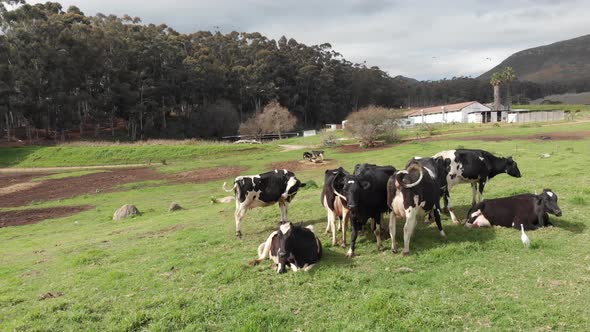 A drone slowly circles a small herd of black and white cows. The wide shot includes a woodsy area in