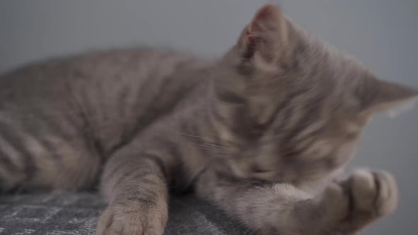 Young Male Gray Tabby Cat Breed Scottish Straight with Yellow Eyes on Chair in Studio