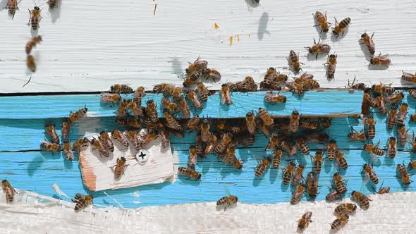 Bee Close Up. Bees at the Bee Hive. Swarm of Bees