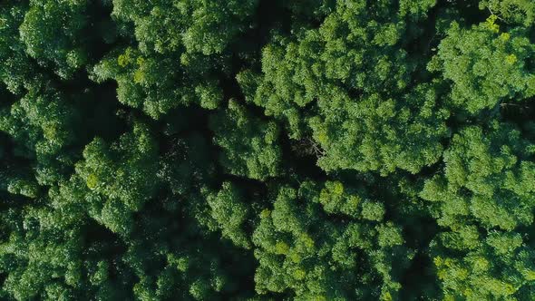 Flying Over Jungle Forest 5