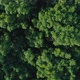 Flying Over Jungle Forest 5 - VideoHive Item for Sale