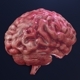 Human Brain - 3DOcean Item for Sale