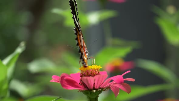 Macro Shot of a Butterfly on a Pink Flower. Flight of the Butterfly in Slow Motion.