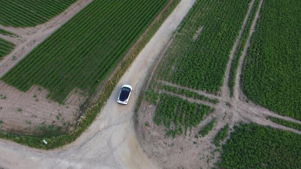 Car driving in the middle of the farm fields.