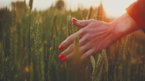 Woman Walks Through a Green Wheat Field and Touches the Ears of Wheat with Her Hands Against the