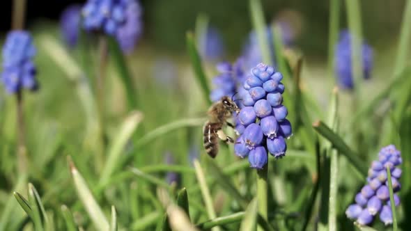 Bee collecting pollen from purple common grape hyacinth flower, Muscari botryoides