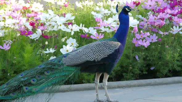 Indian peacock walking by colorful flowers